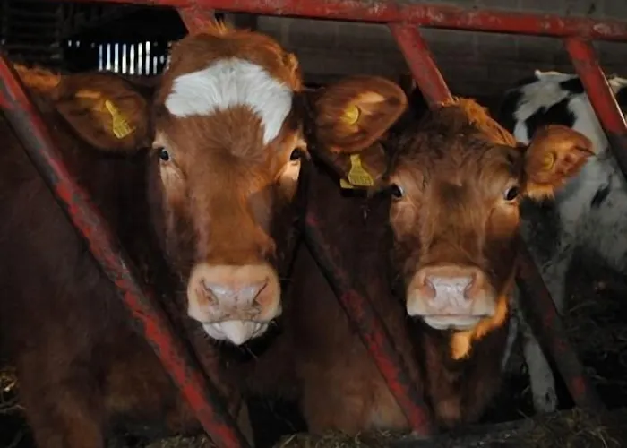 Whashton Springs Panzió 4*